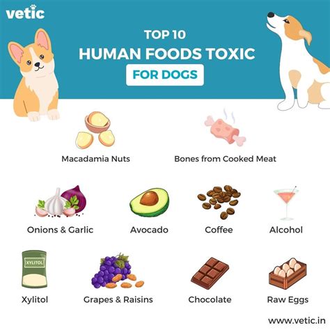 10 Human Foods That Are Toxic to Dogs - Hsacpet