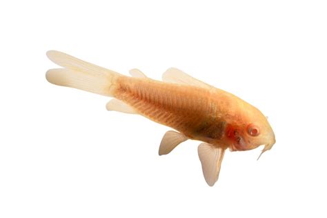 Top 10 Cory Catfish For Your Aquarium Cory Catfish Live Fish