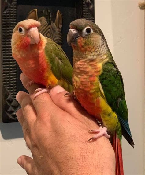 Green Cheek Conure Arizona Parrot S Cove Breeder Of Conure Indian