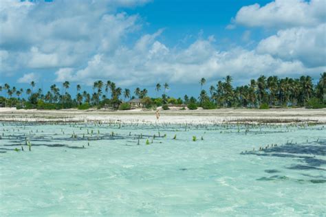 Circuit Best Of Tanzanie En Privatif Et Plage Zanzibar Tout Compris