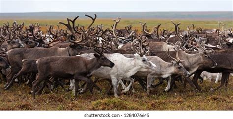 Reindeer Migration Royalty-Free Images, Stock Photos & Pictures ...