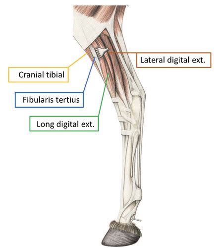 Equine Hindlimb Flashcards Quizlet