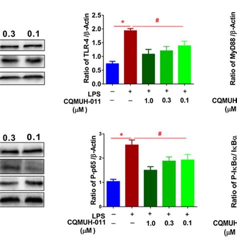 Inhibitory Effects Of Cqmuh On Tlr Myd And Nf B Signaling A