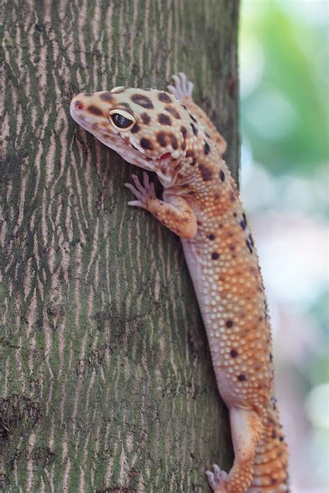 Gecko Leopardo Descripci N Alimentaci N Y Cuidados Vetcon