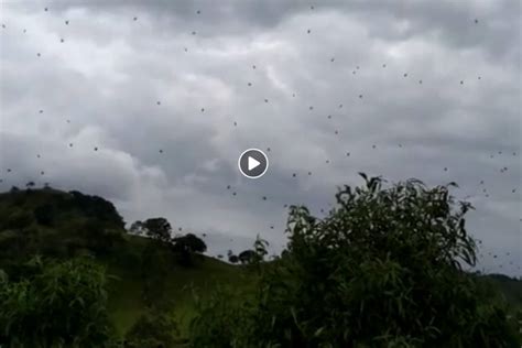 V Deo Chuva De Aranha Assusta Moradores No Sul De Minas Metro World News