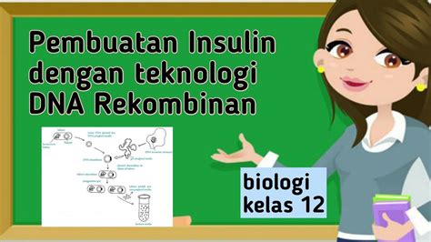 Materi Biologi Pembuatan Insulin Kelas 12 Bioteknologi YouTube