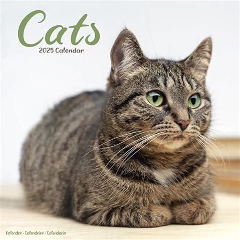 Amazon Cats Wall Calendar X Avonside Publishing