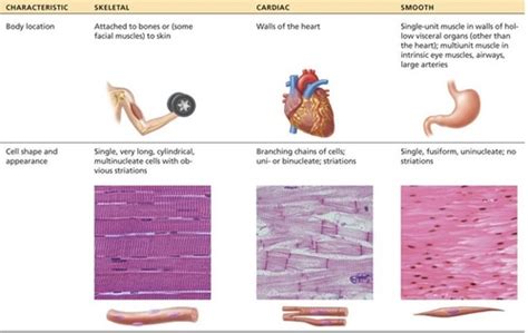 Chapter 10 Anatomy Skeletal Muscle Tissue Flashcards Quizlet