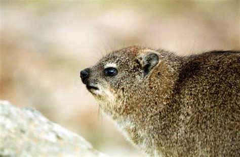 Rock Hyrax Hermanus South African Republic Stock Image Image Of