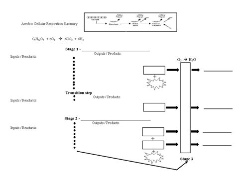 Aerobic Cellular Respiration Flow Chart Biol 1406 Aerobic Cellular