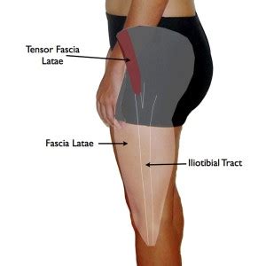 Gallery For > Tensor Fasciae Latae Muscle Pain