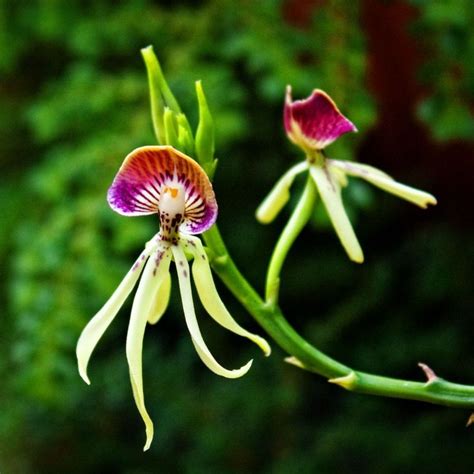 Black Orchids Belize Belize Black Orchid Orchids