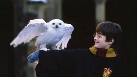 Harry Potter Fans Think They Worked Out Who Killed Hedwig And Why