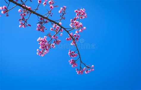 Flores De Cerezo O Prunus Cerasoides Rosadas Del Sakura O Cerezo Del