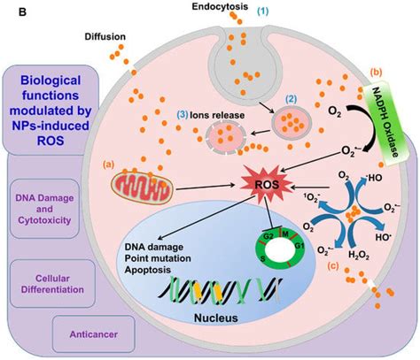 IJMS Free Full Text The Role Of Reactive Oxygen Species ROS In