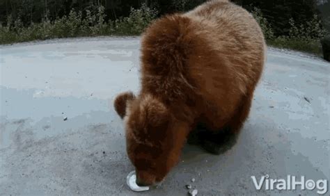 Eating Bear GIF - Eating Bear Hungry - Discover & Share GIFs