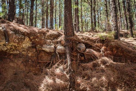 Norfolk Pine Tree Root System Luciano Oconnor