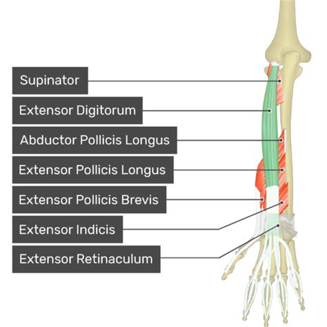 Extensor Muscles Of The Forearm