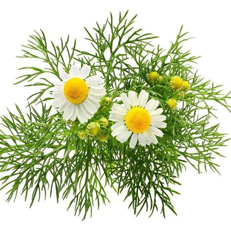 Roman Chamomile Plant