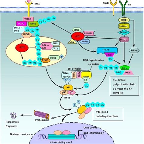 Regulation Of The Nf κb Signaling Related A20 Protein By Ubiquitylation