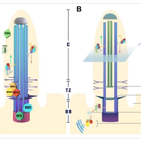 Schematic Diagrams Of Primary And Motile Cilia A Diagram Of A Download Scientific Diagram