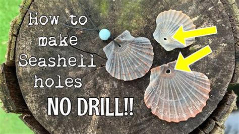 How To Put A Hole Into A Shell No Drilling Seashell Holes Made Easy