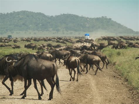 Wildebeest migration, Serengeti, Tanzania (travelogue + photos)