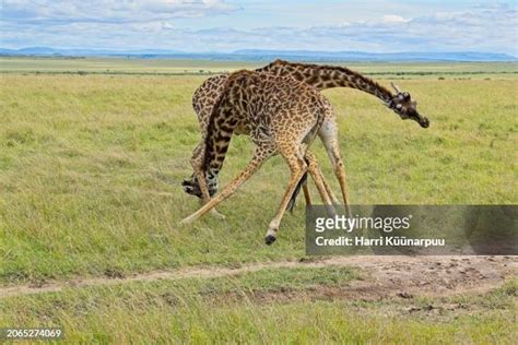 Giraffe Neck Fight Photos and Premium High Res Pictures - Getty Images