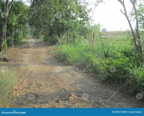 The Condition Of The Road In The Middle Of The Wilderness Surrounded By