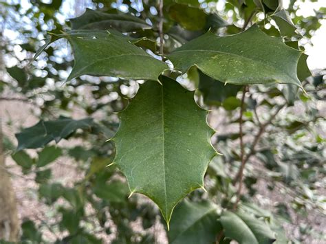 Digital archives will preserve every holly funeral home waupaca obituaries 14