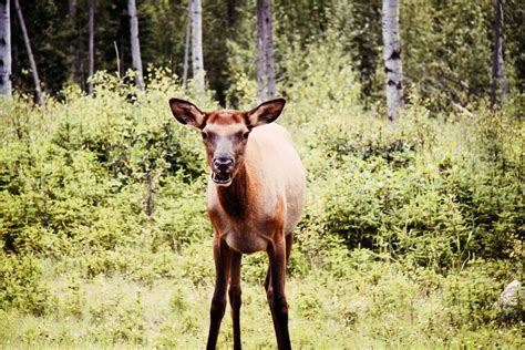 Baby Elk, photograph, #1340444 - FreeImages.com