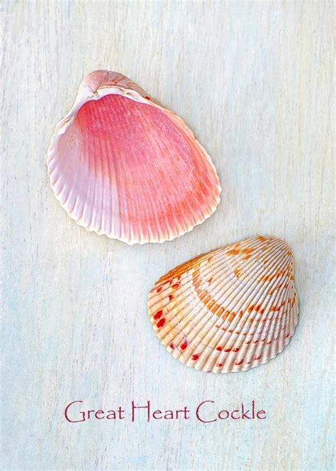 Curious Collectors Of Clam Shells Identification And Interesting Facts Hubpages