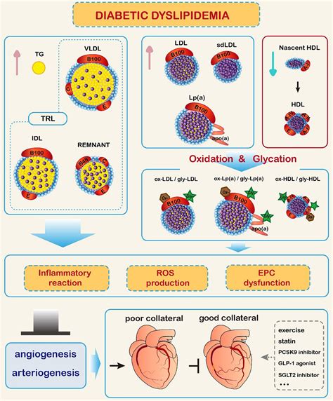 Frontiers Diabetic Dyslipidemia Impairs Coronary Collateral Formation