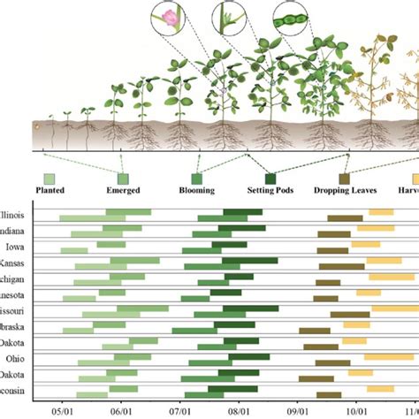 Soybean Planting Emerging Blooming Pod Setting Leaf Dropping And