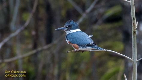 Belted Kingfisher | ORNOSK – birds, landscape, weather