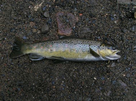 brown trout franz josef wilderness tours