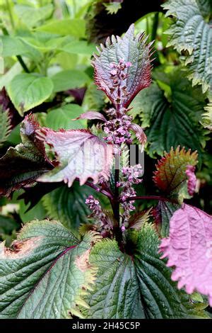 Perilla Frutescens Var Crispa Purple Shiso Dark Green Leaves With