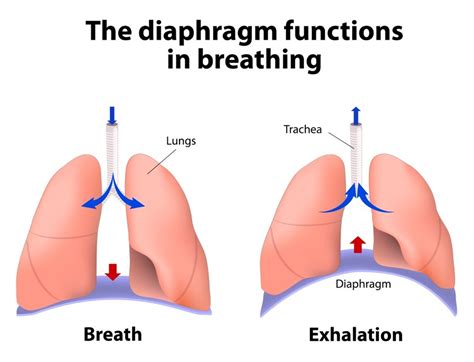 Beneficios de entrenar la respiración en el deporte KtarsisEndurance