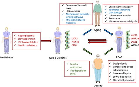 Frontiers Interplay Between Diabetes And Pancreatic Ductal