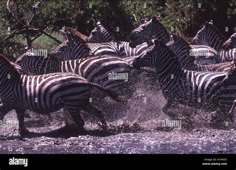 Zebra running away hi-res stock photography and images - Alamy