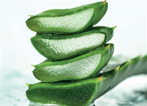 Extrato Glicólico de Aloe Vera Babosa Amanter