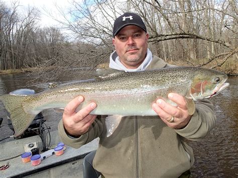 Muskegon River Guide.com: Pere Marquette River Steelhead