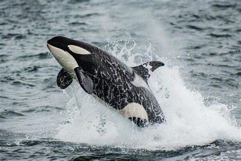 Cute Orca Stock Photos, Images and Backgrounds for Free Download