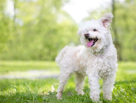 Comment garder votre chien en bonne santé