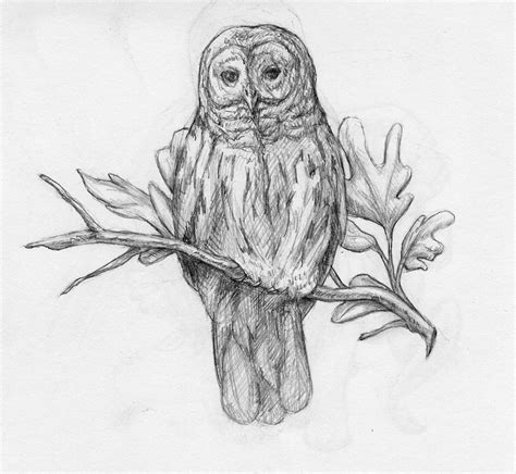 Draw What You See March 2013 Owls Drawing Owl Coloring Pages