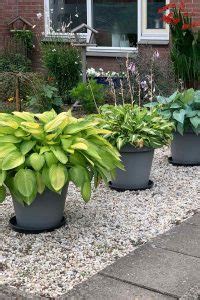 9 Captivating Hosta Varieties to Transform Your Garden Wonderland ...