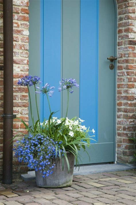 Agapanthus Een Topper Onder De Terrasplanten Tuinplantencentrum De