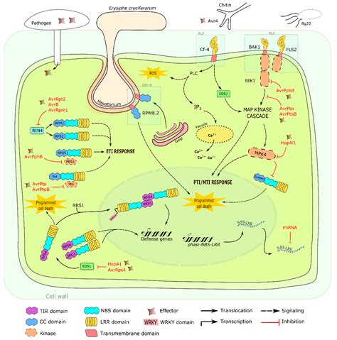 Ijms Free Full Text Disease Resistance Gene Analogs Rgas In Plants