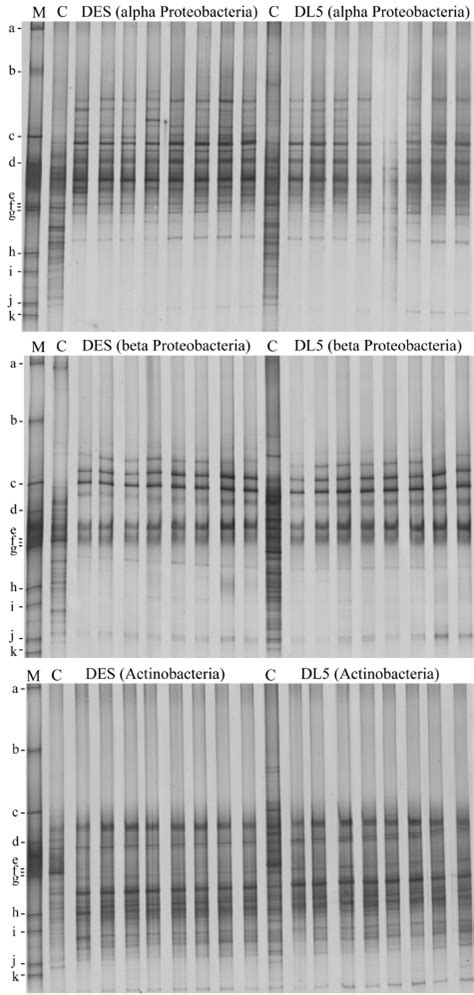 Taxon Speci Fi C Dgge Pro Fi Les Of Rhizosphere Communities From Plant Download Scientific