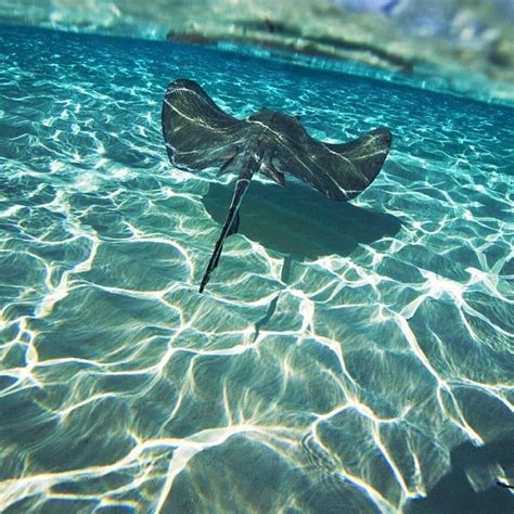 An Object Floating In The Water On Top Of It S Own Legs And Feet